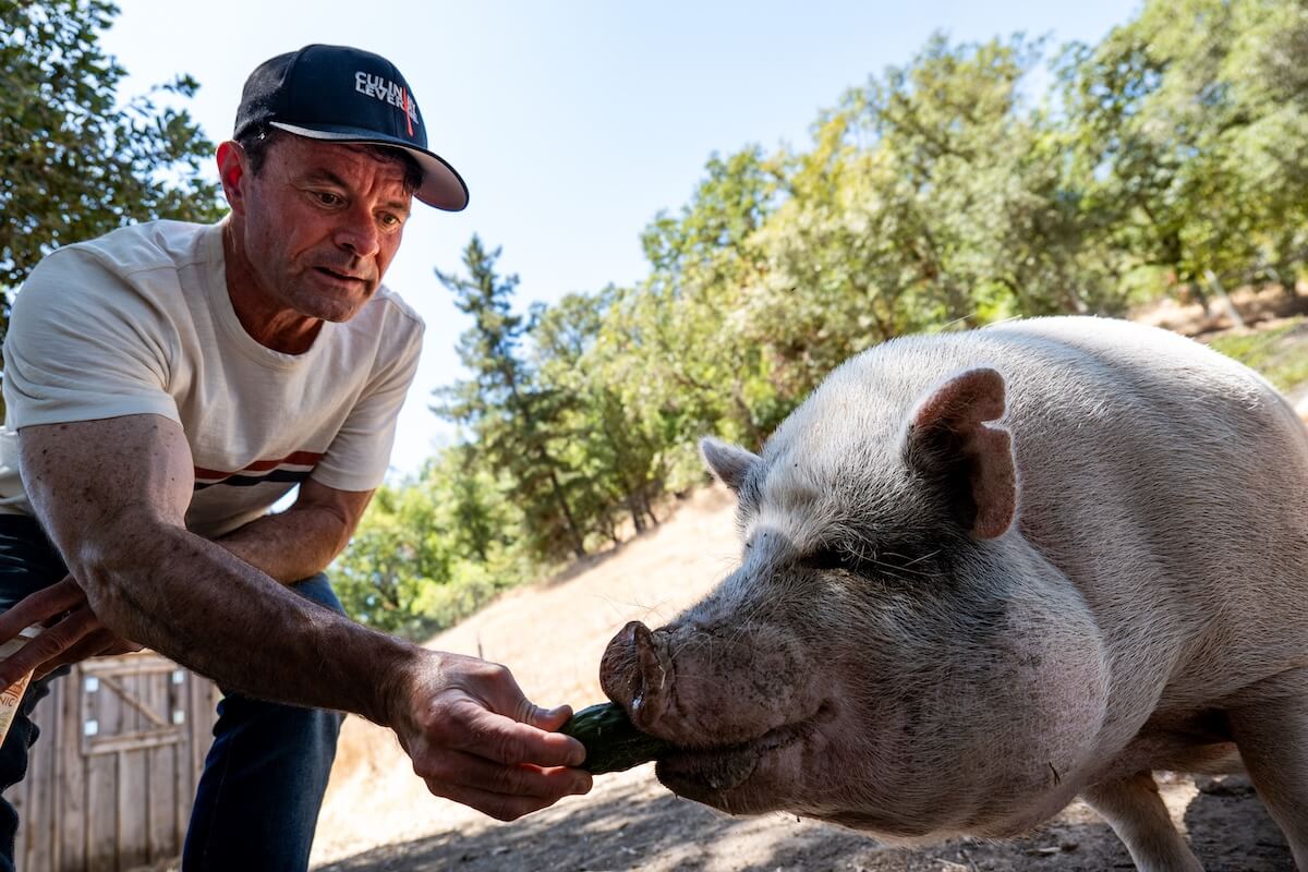 Chef Keane feeding pigs in the orchard